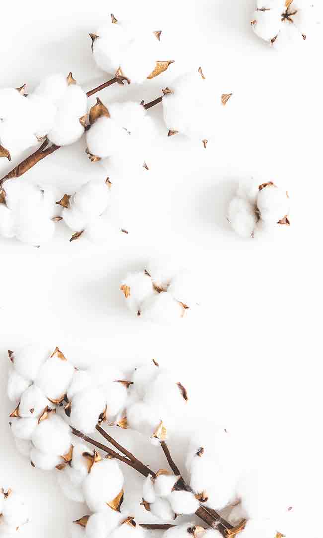 Photo branche de fleurs de coton